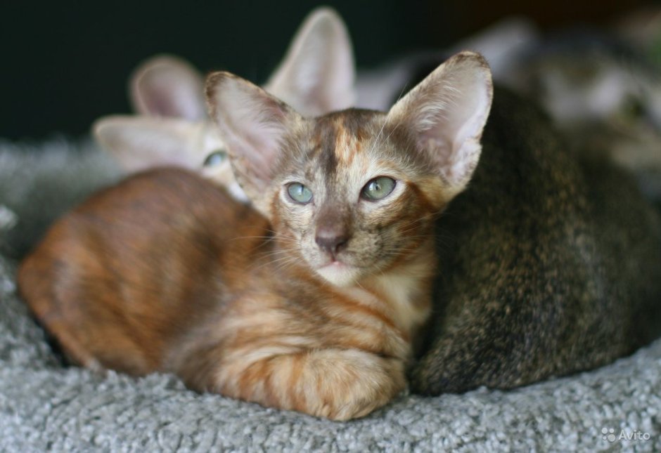 Ориентальный котенок окрасы