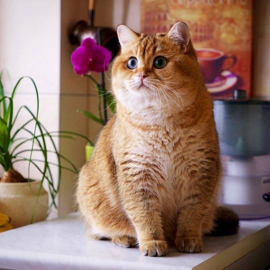 Скоттиш страйт Хосико