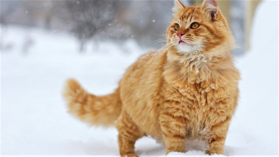 Рыжий кот