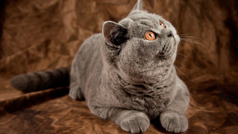 Британский короткошерстный кот