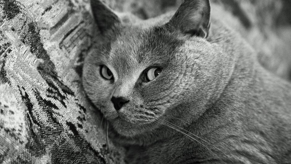 Кот серый