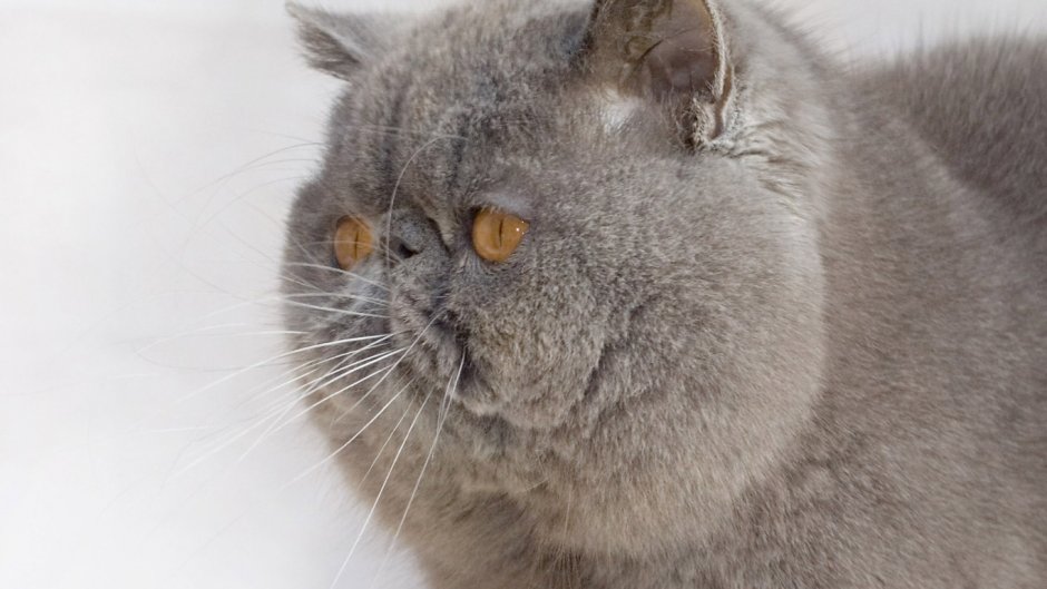 Злая Британская короткошерстная кошка