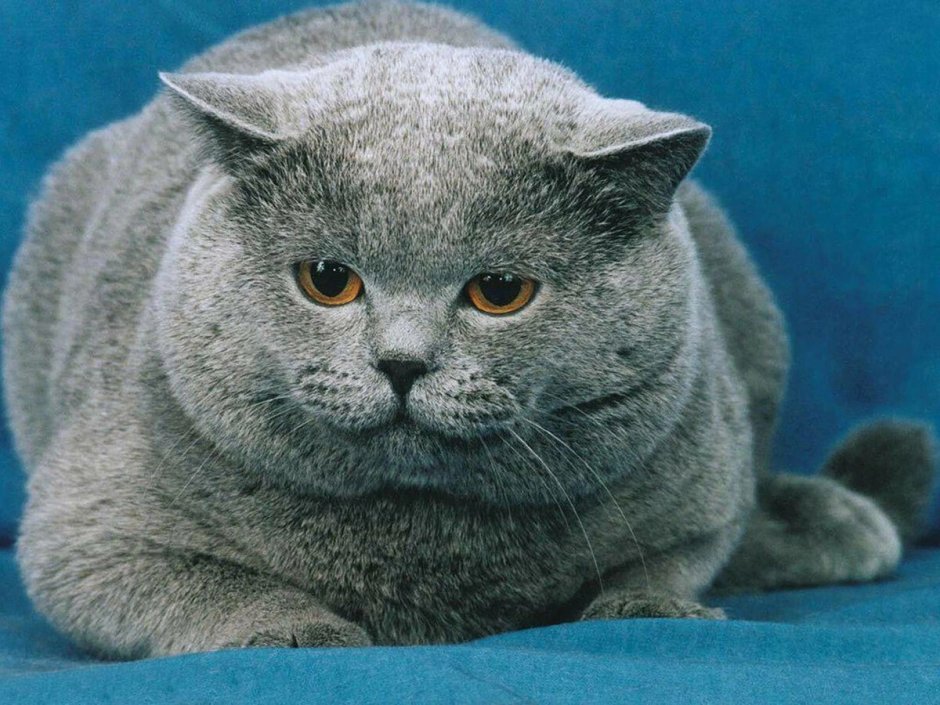 Британская короткошёрстная кошка