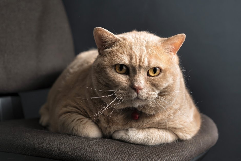 Американская короткошёрстная кошка