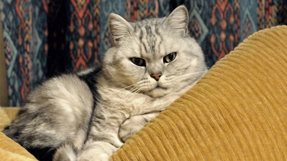 Британская короткошерстная