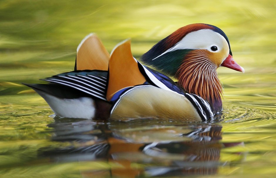 «Утка Мандаринка (Aix galericulata