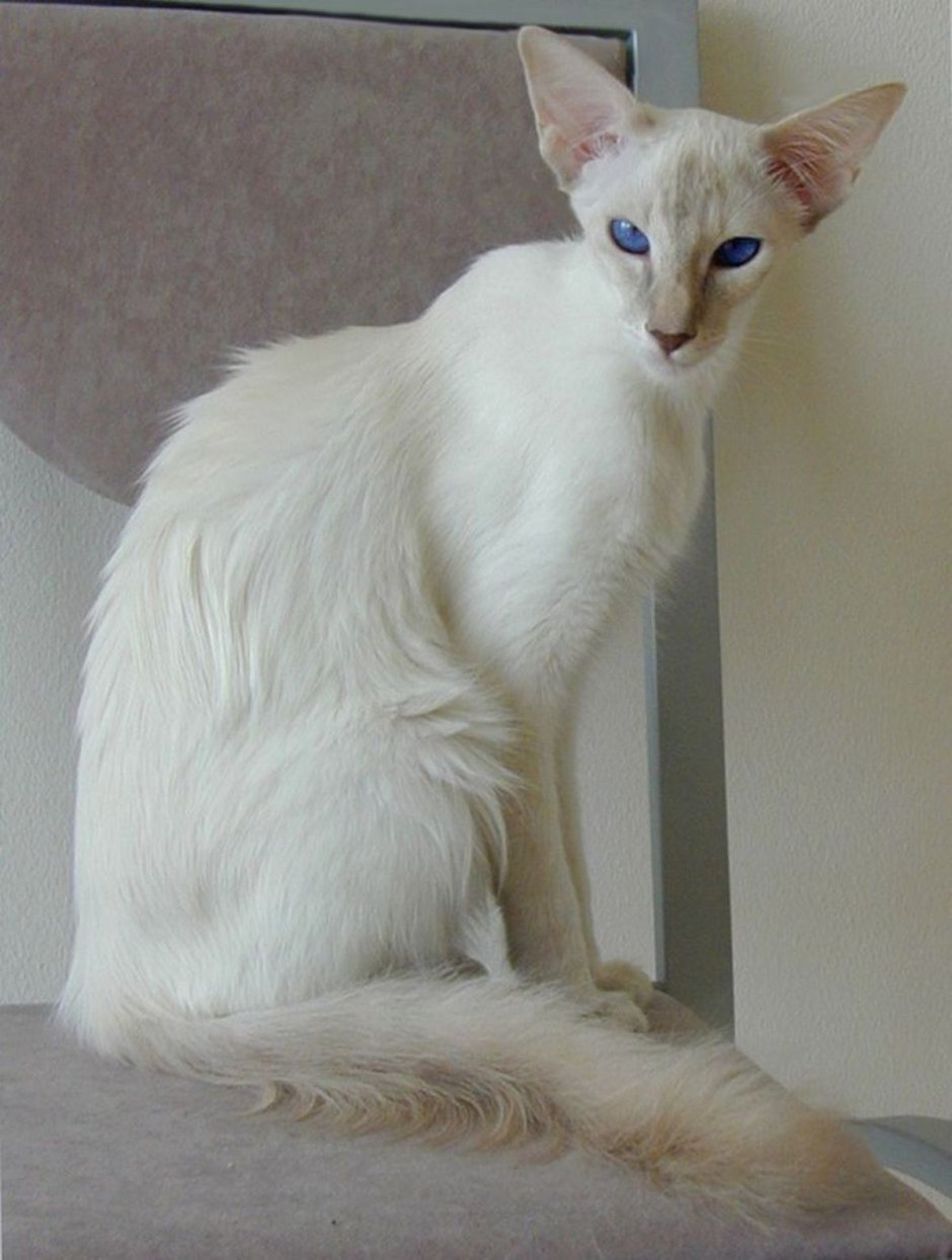 Балинезийская (Балинез, балийская)