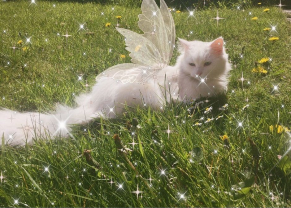 Кот Эстетика