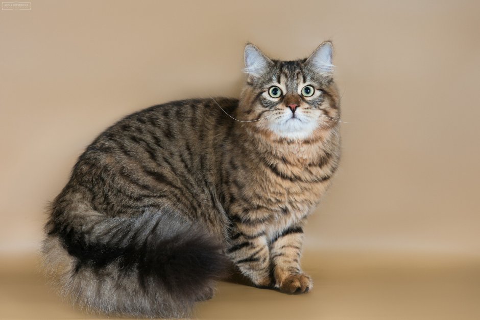 Сибирская кошка табби