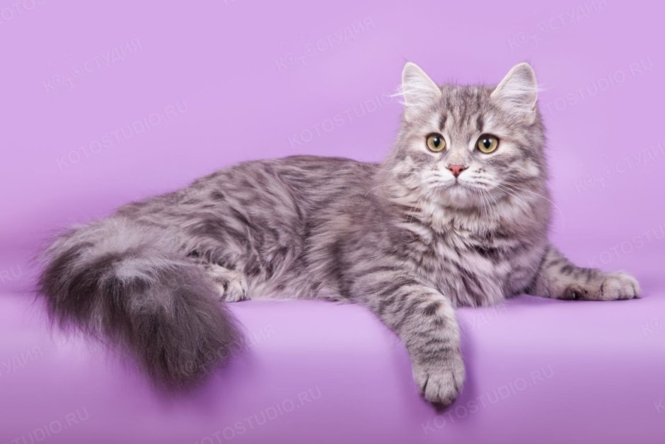 Сибирская кошка окрас табби