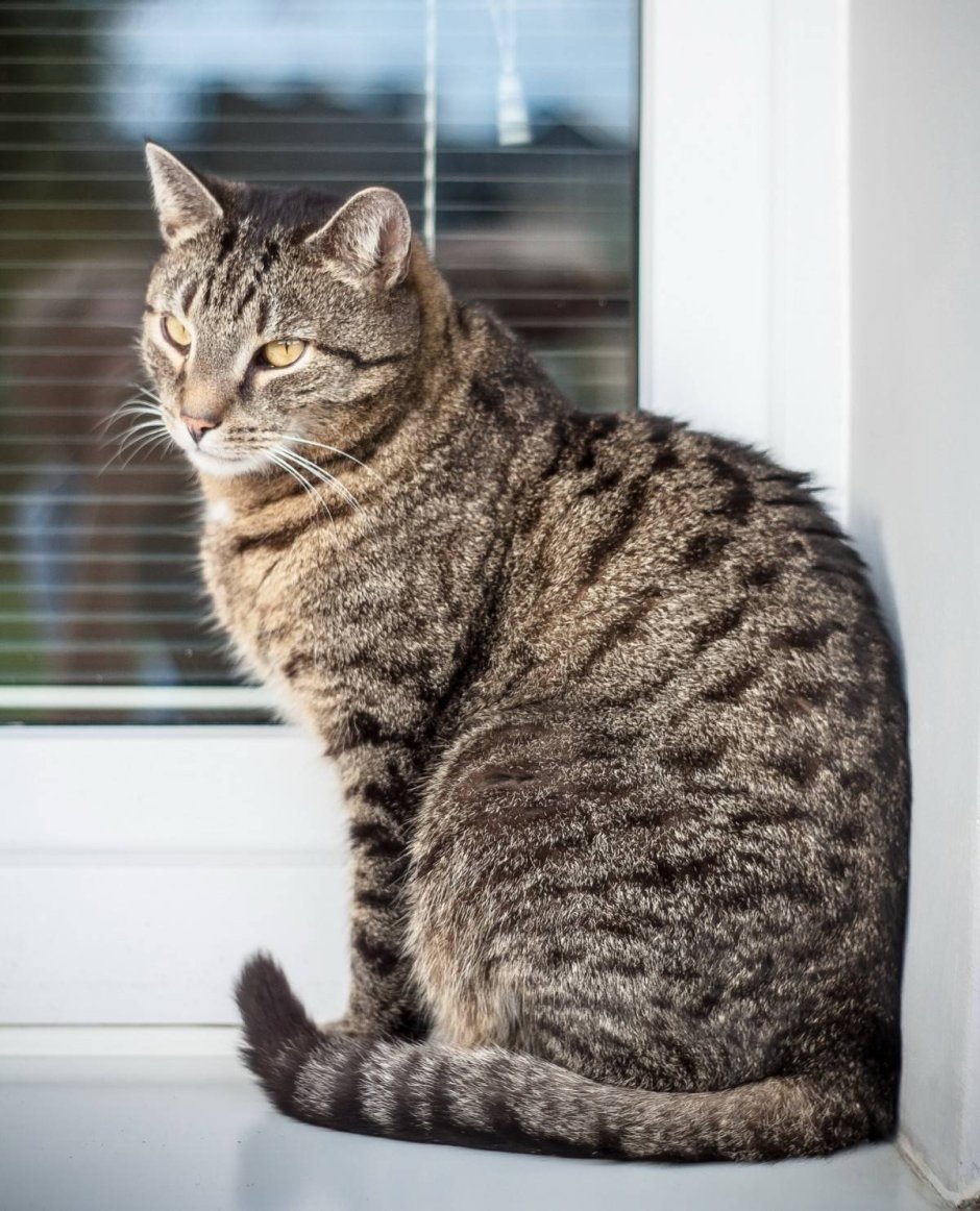Черная кошка