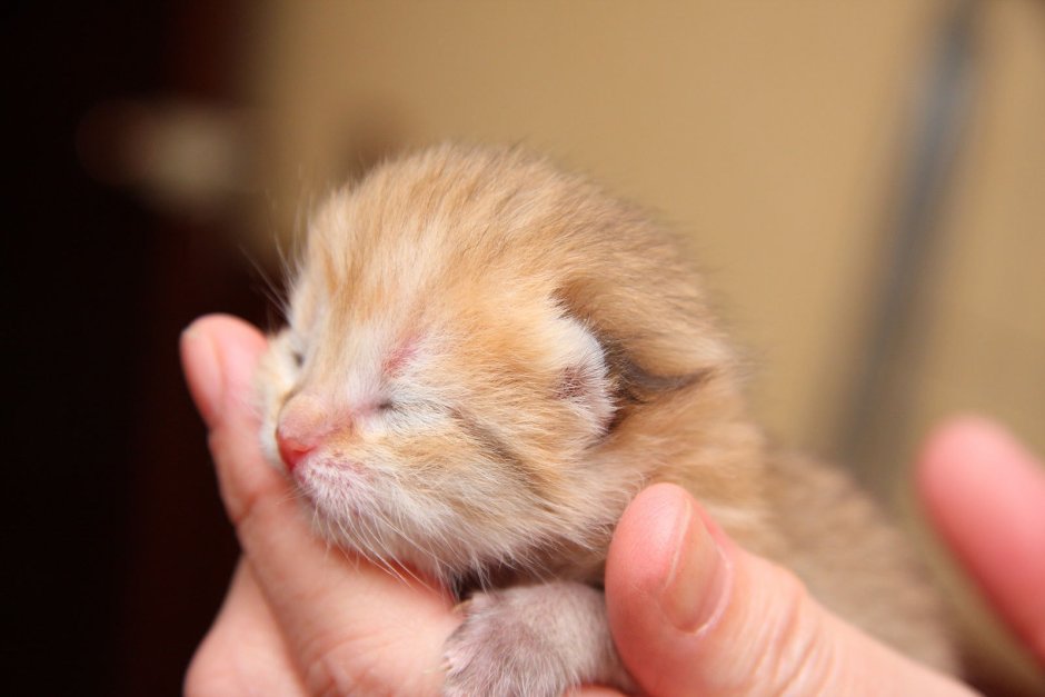 Новорожденный котенок