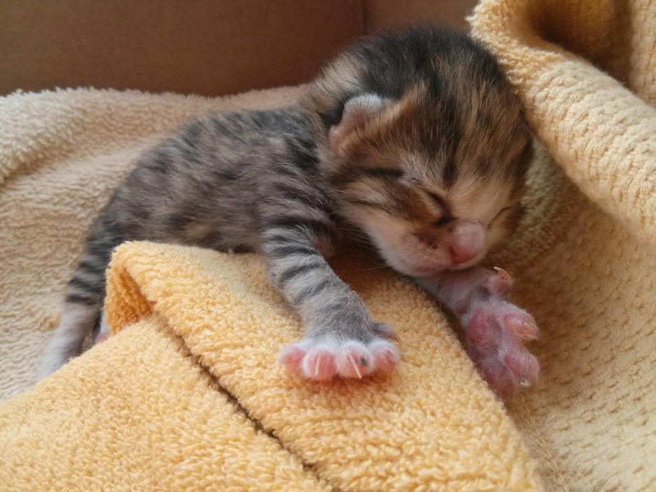 Новорожденный котенок