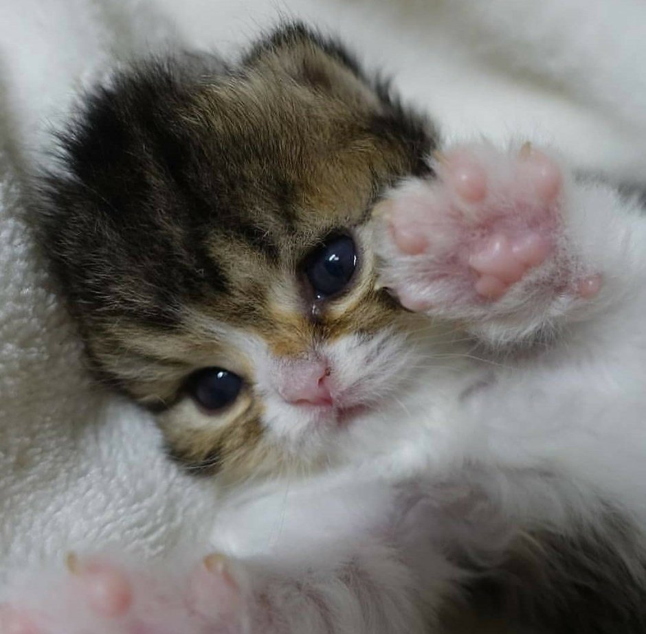 Новорождённые котята британцы