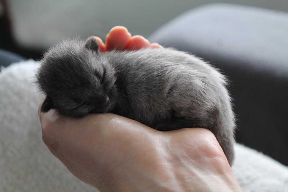Крошечный котенок