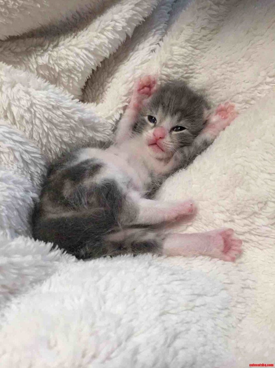 Слепые котята