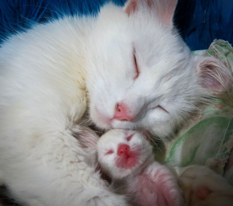 Маленький котенок в ладошке