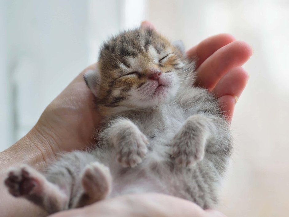 Кошка с новорожденными котятами