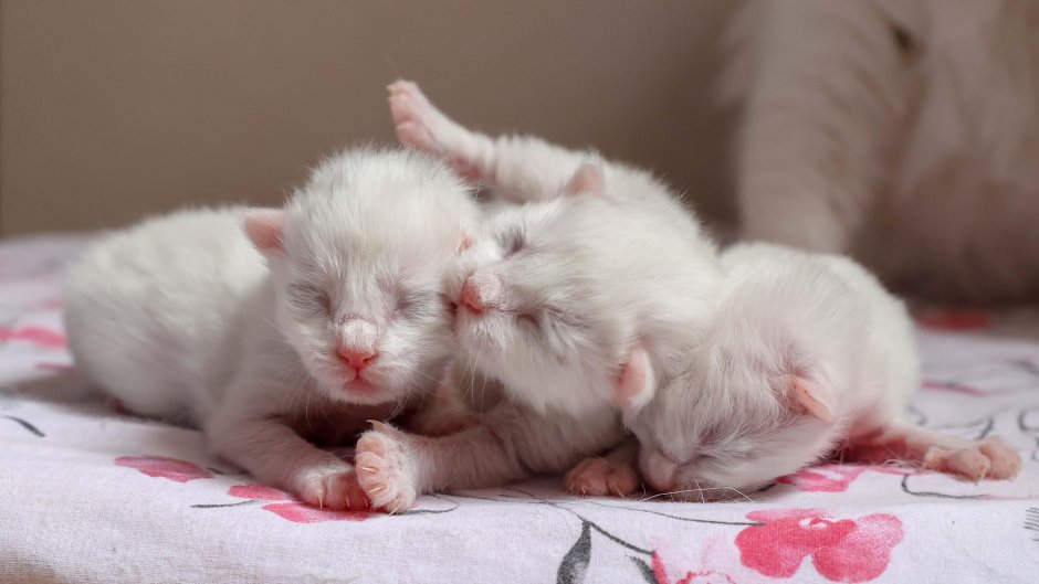 Маленькие молочные котята