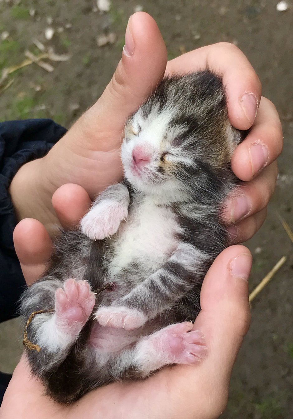 Новорождённые котята вислоухие Шотландские