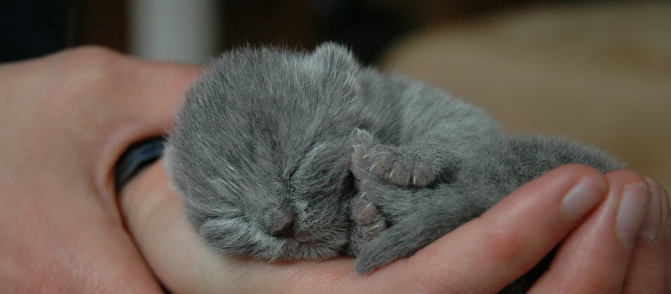 Котенок на ладони