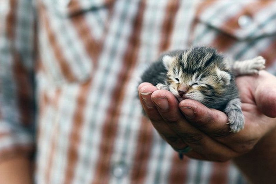 How to get Newborn Cat