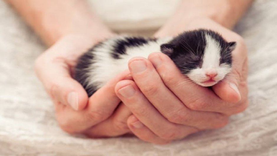 Кошка и Новорожденные котята
