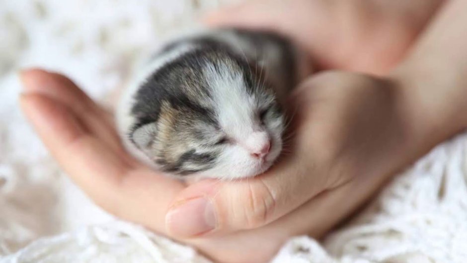 Маленькие котята Новорожденные