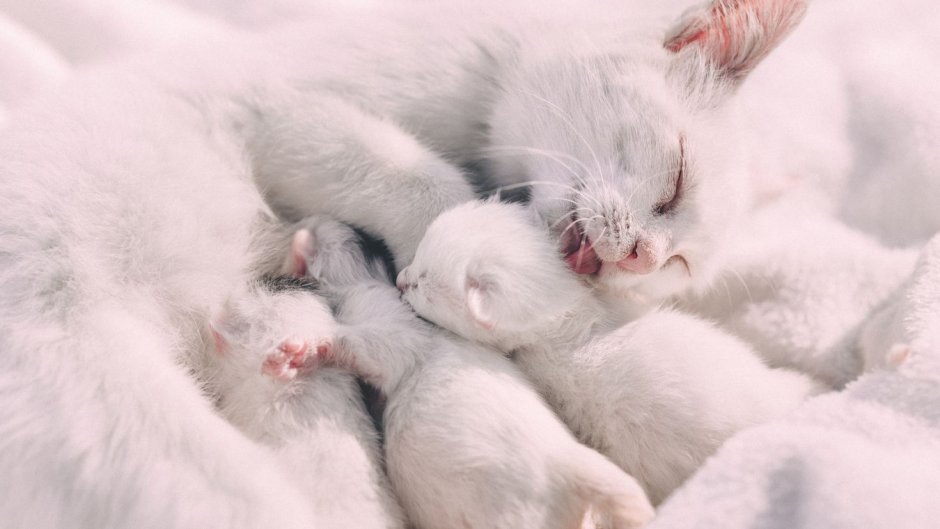 Нежные котята
