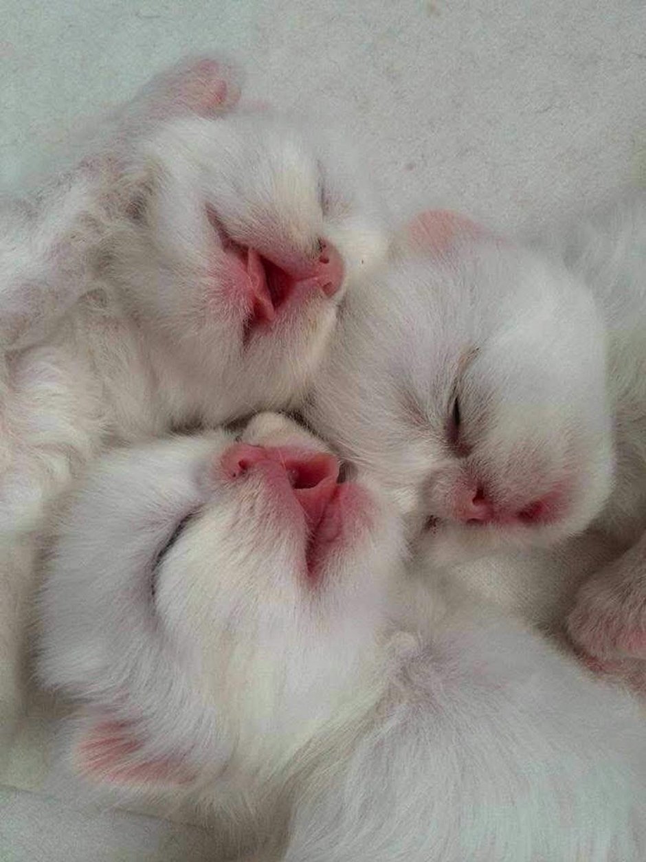 Маленький котенок