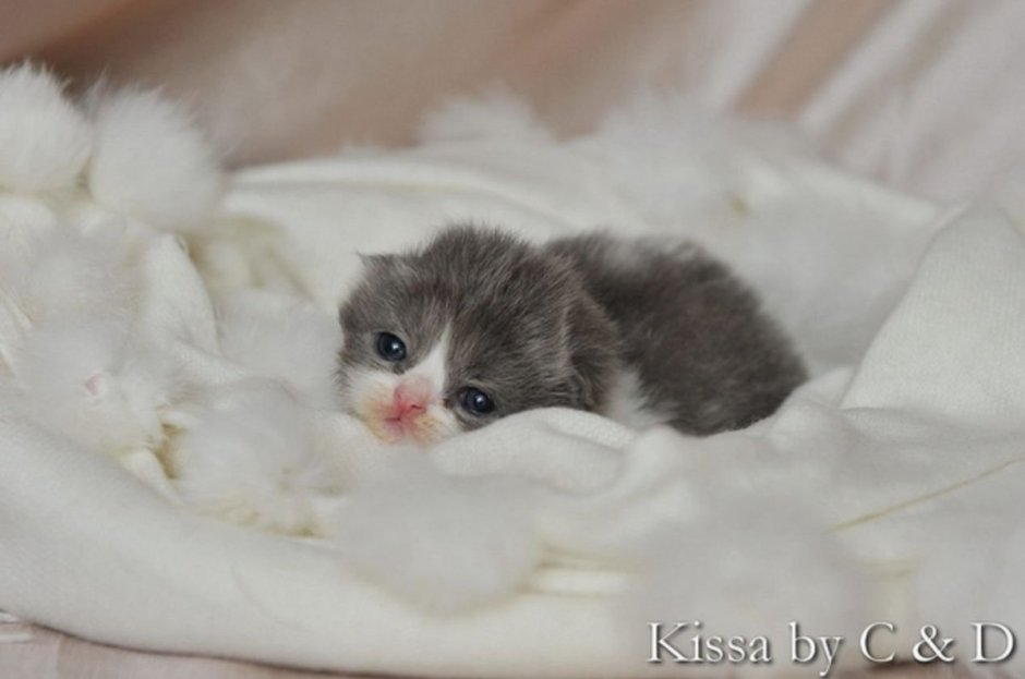 Маленьких котят которые только родились