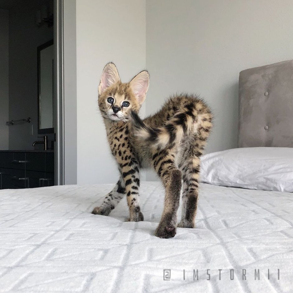 Саванна кошка Размеры