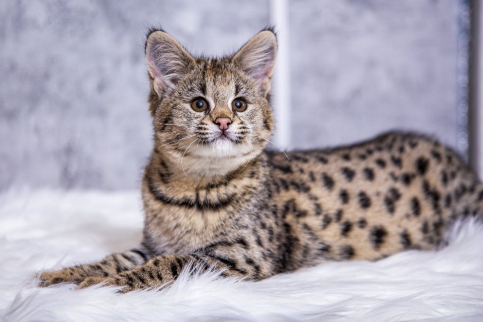 Саванна кошка