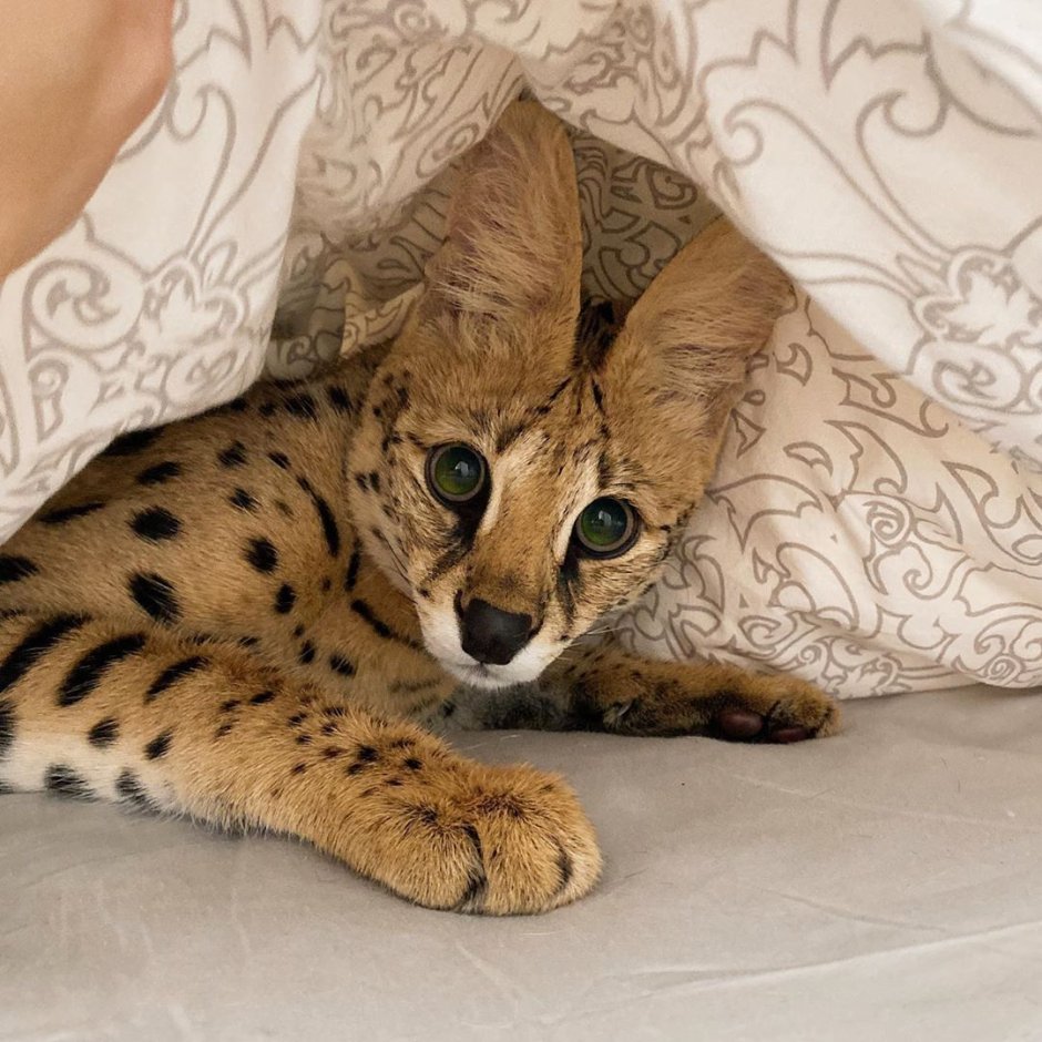 Кот Саванна