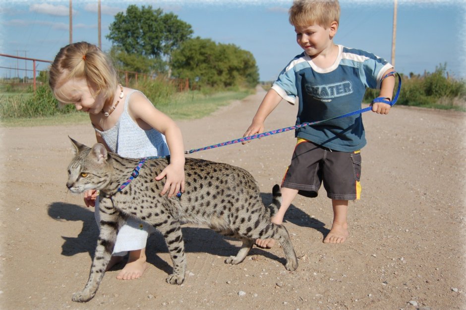 Котята породы Королевский Ашер