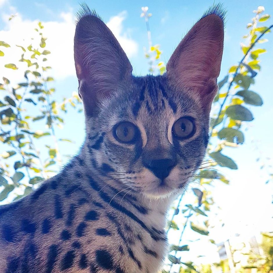 Бенгальская Саванна кошка