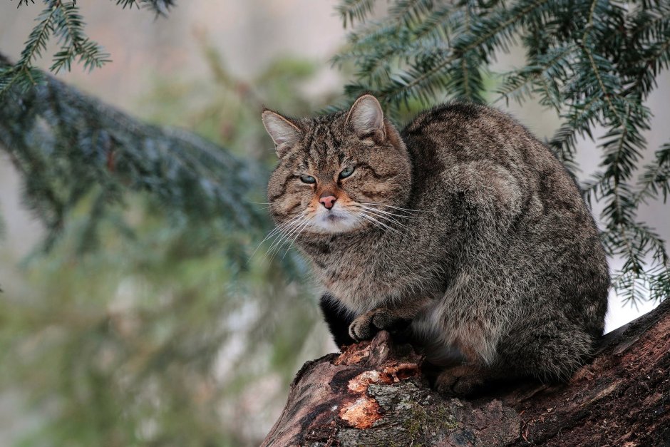 Лесной кот в дупле