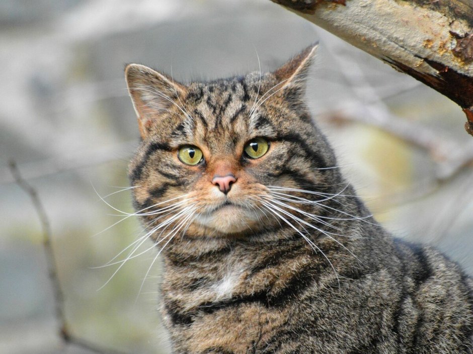 Лесной кот Felis Silvestris