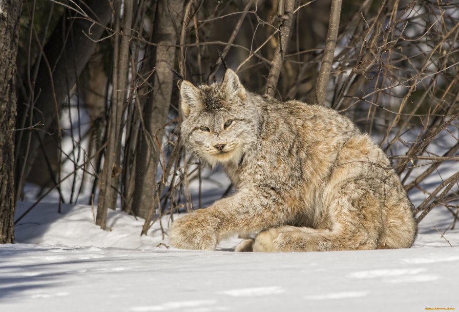 Кошка на природе