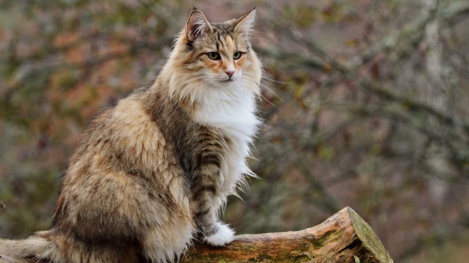Норвежский Лесной кот
