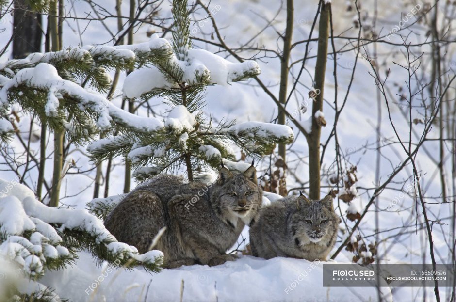 Кавказская Лесная кошка Felis Silvestris Caucasica
