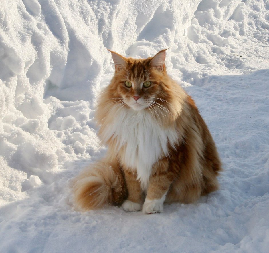 Норвежская длинношерстная Лесная кошка