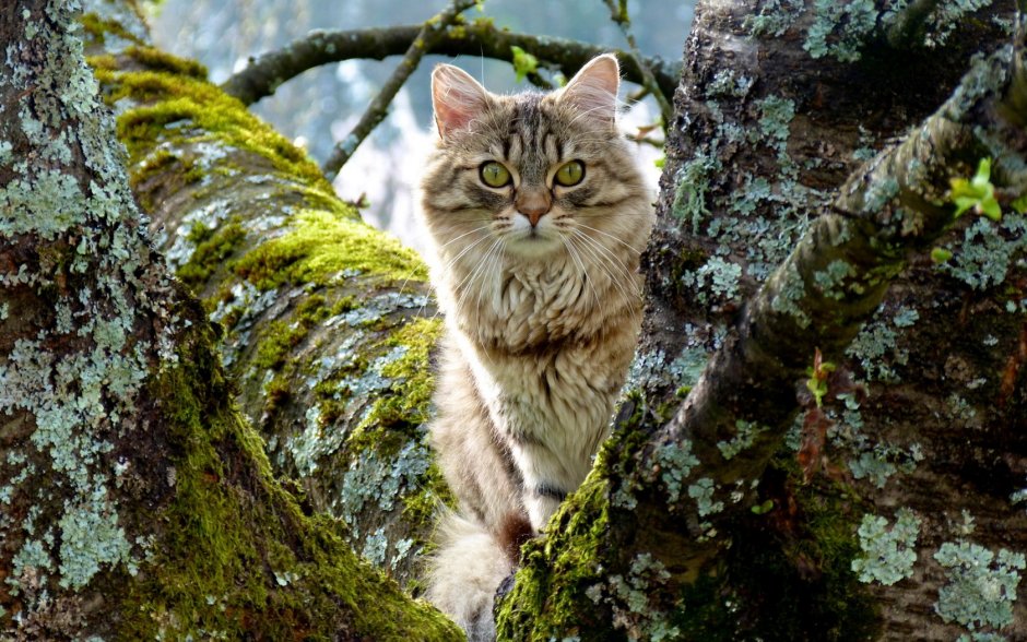 Лесной кот