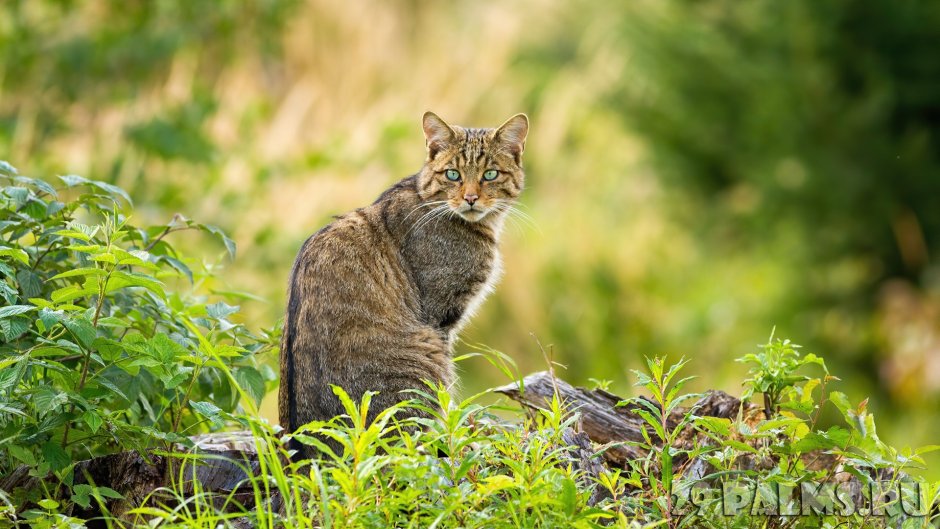Русская Лесная кошка