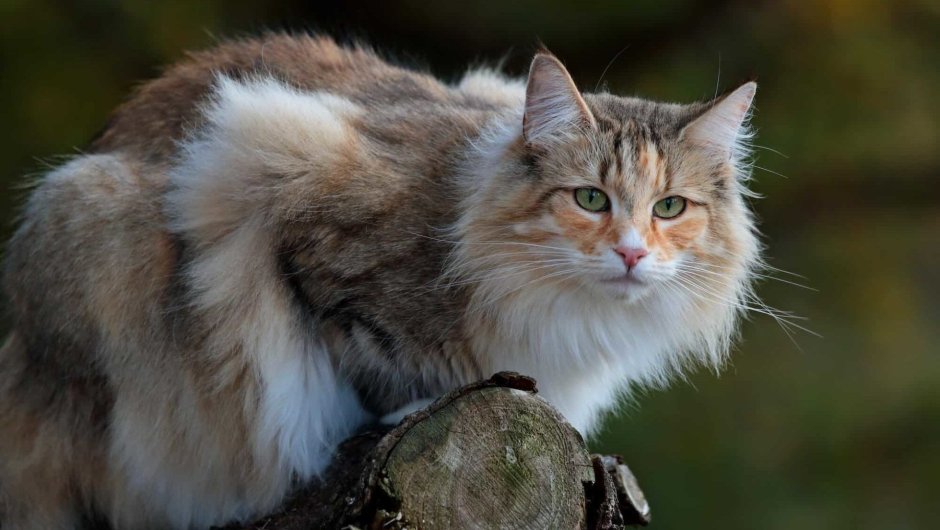 Норвежская Лесная кошка зубы