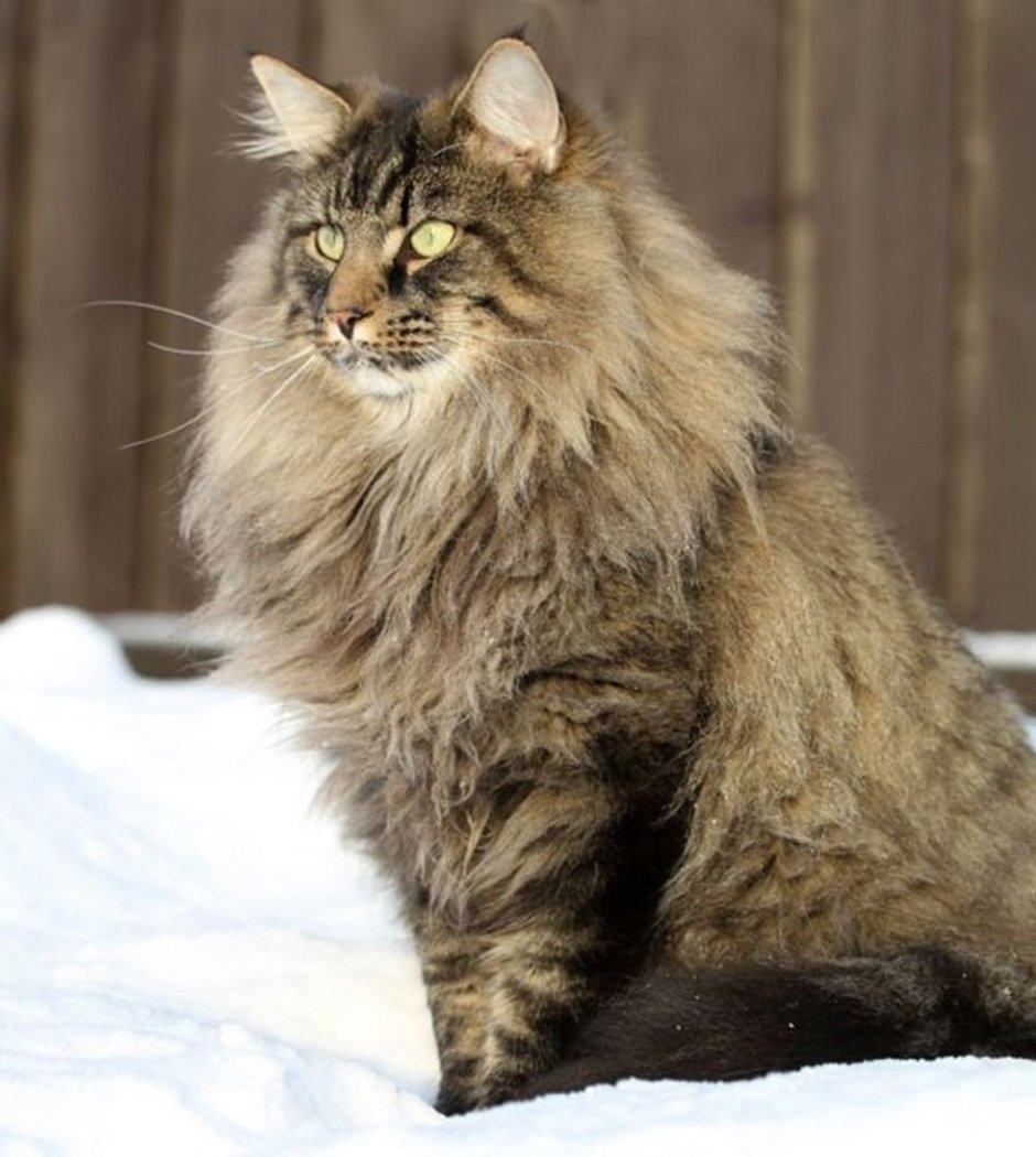Невский Лесной кот