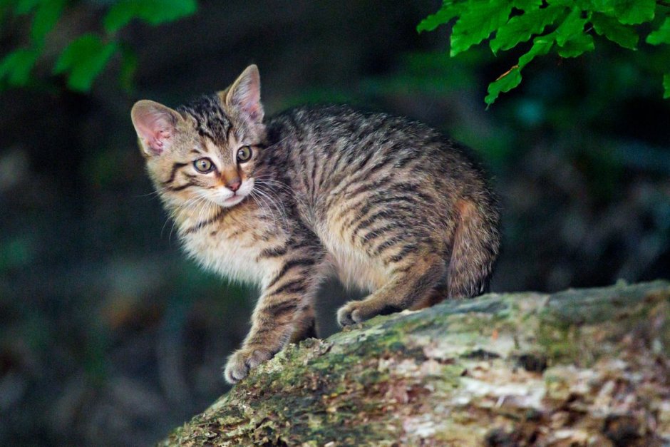 Лесной кот котята