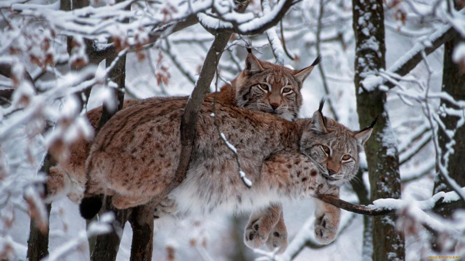 Кот помесь норвежского лесного