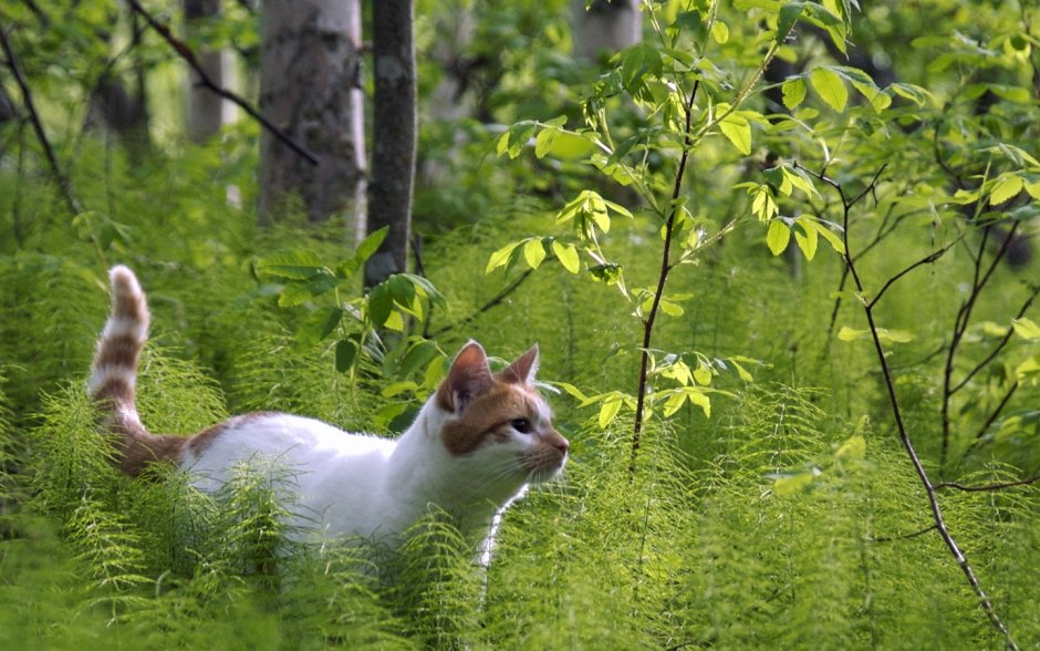 Кот в лесу