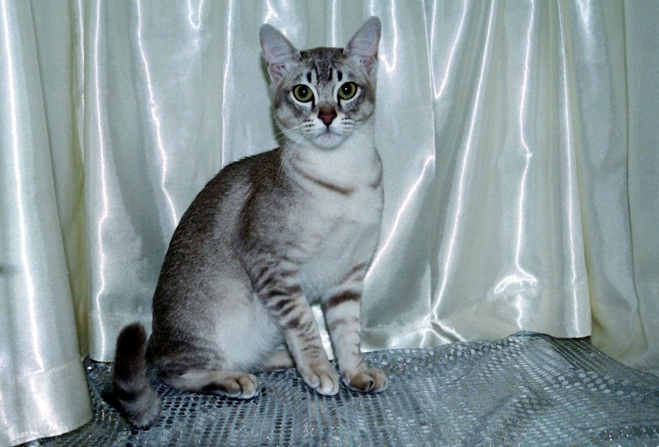 Азиатский табель кошка